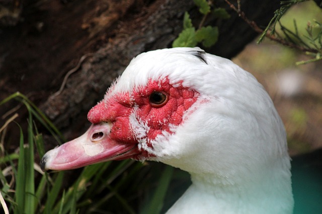 与生俱来的 与生俱来的